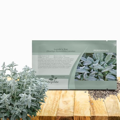 Outsidepride Stachys Byzantina Lamb's Ear Seeds - 1000 Pcs Perennial Flower Seeds for Planting Velvet-Textured Silvery Foliage & Vibrant Blooms for Ground Cover & Pollinator Gardens