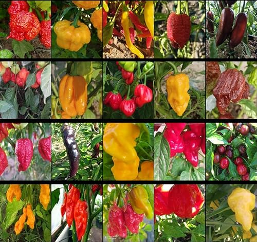 World's 20 Hottest Peppers, 200 graines, paquet (16)