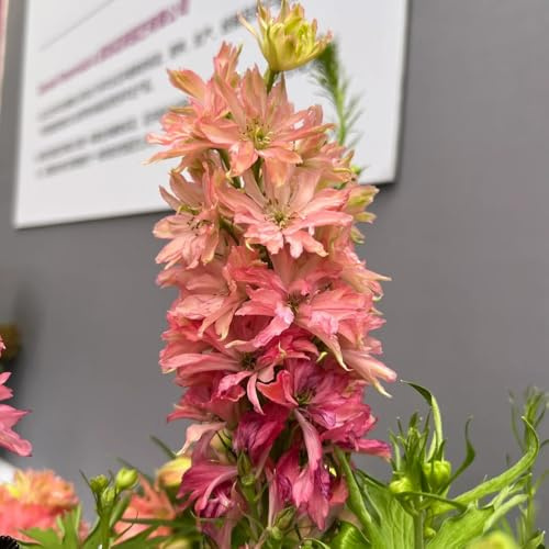 semillas de delphinium, delphinium de para bancales elevados, sombra decorativas resistentes para balcón 20pcs