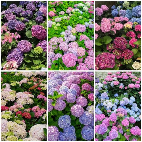 ortensie - rampicanti, di, esotiche rampicanti rare decorazioni da giardino per esterni resistenti al pieno sole da appartamento esotiche 100semi