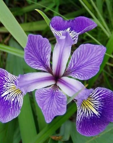 Lincolnshire Pond Plants Ltd - Marginal Aquatic Pond Plant - (Iris Versicolor) - 9cm