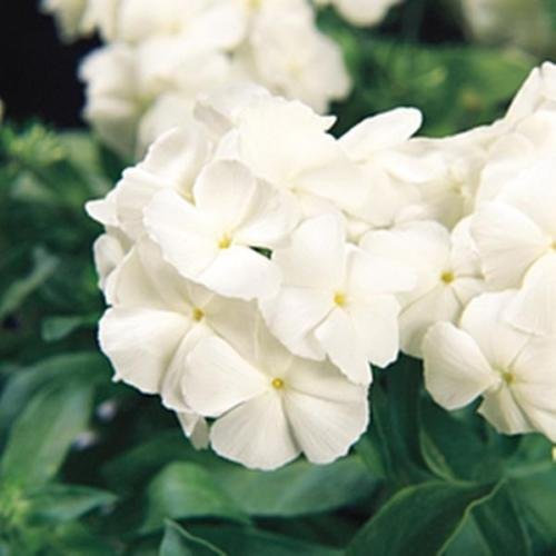 Semi Phlox 21'sst Century Bianco anual