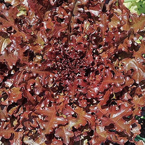 LATTUGA BISCIA ROSSA NR.1000 SEMI