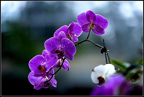 Ponak 100 Stück violette Vanda-Orchideen-Blumensamen