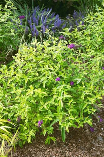 Buddleja davidii 'Santana' 40-60 cm – Winterhart, Mehrjährig, Pflegeleicht – Schmetterlingsflieder – Zierstrauch für Garten & Kübel
