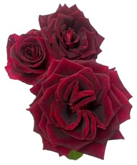 125 pcs veilchen blumen samen - pflanzenkübel mini garten usambaraveilchen,Matthiola incana,Violette topfpflanzen draußen winterhart bonsai topf praktische geschenke wiesenblumen