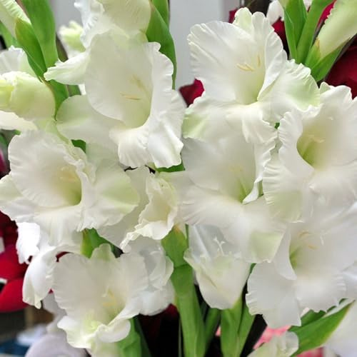 Bulbi di gladioli/miste/Radici selezionate di hosta/resistenti al freddo e alla siccità/adatte per la decorazione di giardini e balconi【NVNJHJN】-10 bulbi-D