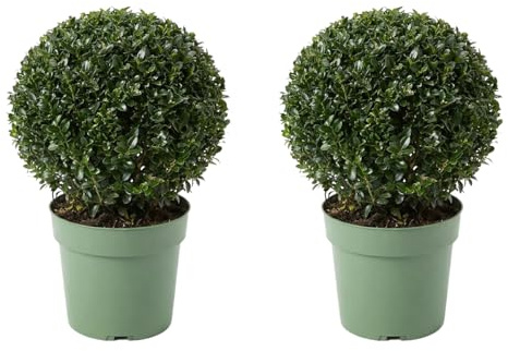 Bloomique - Juego de 2 - Ilex Crenata Jenny - Acebo japonés - Gaulteria - Resistente - Plantas de balcón - Plantas de jardín - Altura 30-40 cm - Maceta 17 cm