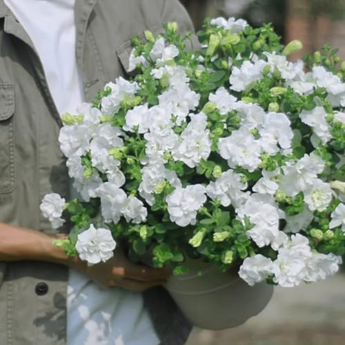 semillas de petunia, petunias colgantes de jardín balcón petunias balcón, inusuales ornamentales lugares soleados, con en macetas oficina, 550semillas