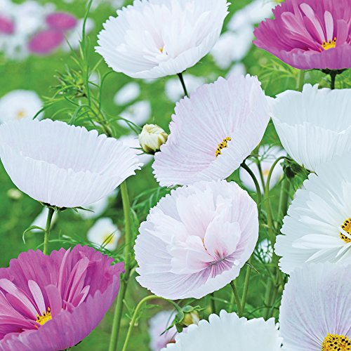 Cosmos Flower Seeds Producing Pink & White Blooms for Garden & Patio, Cupcakes Approx 100 Seeds 1 x Finished Packet by Thompson & Morgan