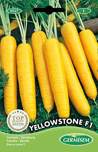 Germisem graines Carotte YELLOWSTONE F1