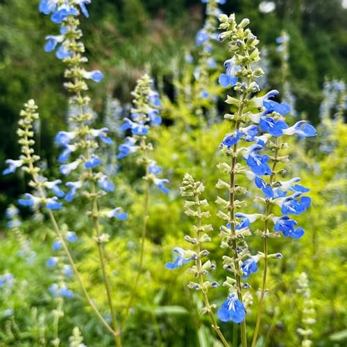 semillas de salvia - salvia - de interior, jardín, arbustos jardín resistentes resistentes, en el balcón, otoño en el interior semillas 300semillas