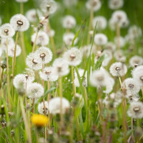 löwenzahnsamen seltene deko bio frühlingsblumen exotische geschenk 300pcs