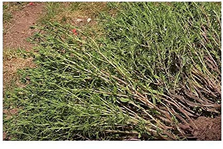 Pcs - 800x Sarriette 1 Ans Satureja Hortensis Eko Jardin Plantes - Graines K208 - Seeds & Plants Shop by Ipsa