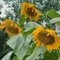 semi di girasole perenni resistenti - piante da giardino esotiche balcone fiori autunnali appartamento 200pcs