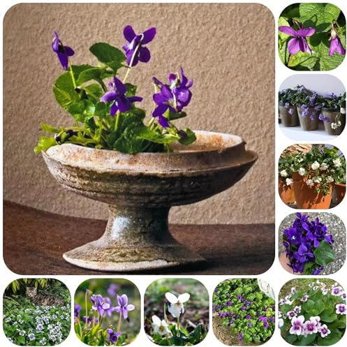 duftveilchen zierblumen für sonnige plätze wiesensaatgut geschenk 420pcs
