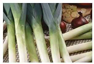 Pcs - 250x Écologique Graines Poireau Herbstriesen Hannibal Plantes Graines K177 - Seeds & Plants Shop by Ipsa