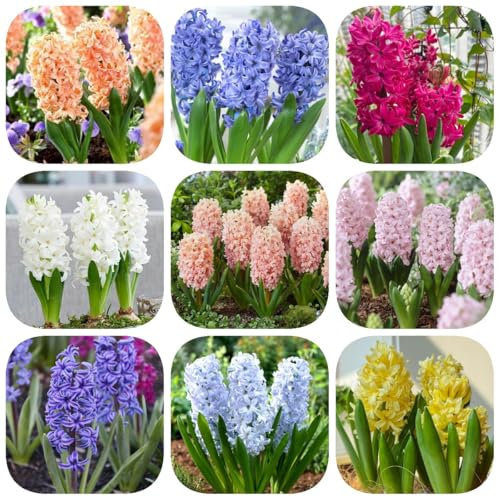 hyazinthen zwiebeln winterhart mehrjährig - frische blumen, gartendeko für draußen hyazinthen zwiebel blumen geschenk, deko wohnzimmer blühwiese mehrjährig, geschenk garten 2pcs