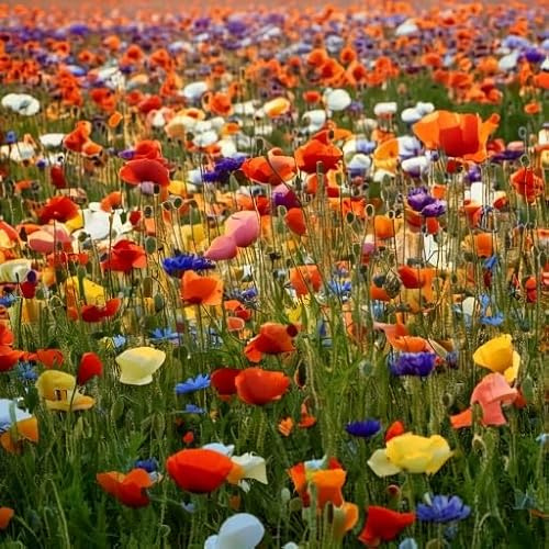 Bunte Mohn Samen – Einjährige Blumenmischung – Farbenfrohe Sommerblumen – Balkon Garten Beet – Sonniger Standort – Einfach Aussäen – Bienenfreundlich, Biene & Hummel – Heimisches Saatgut (1500 Samenn)