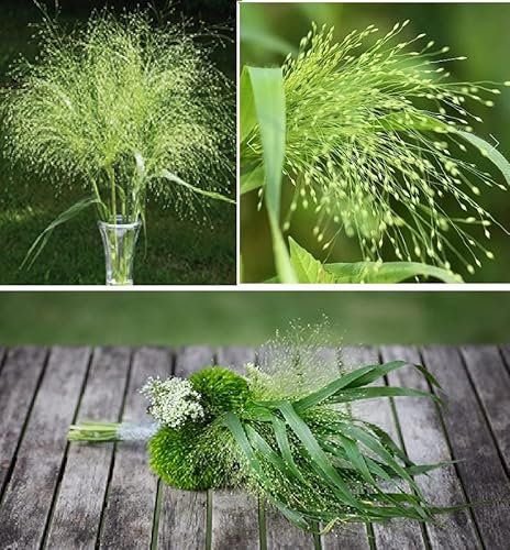 Panicum Virgatum Seeds | Fontaine | Ornamental Grass | 30+ Seeds