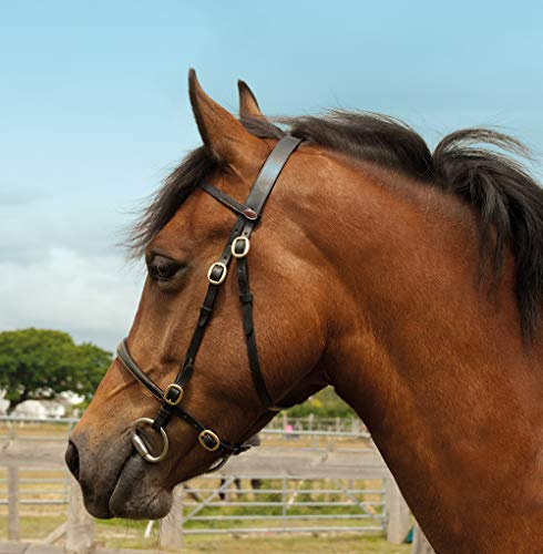 Windsor Quality Leather Brass In-hand Bridle (Havana, Pony)