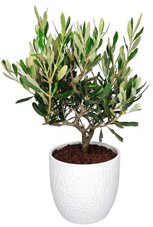 I GIARDINI DI GIULIA - Bonsai Olivo in Vaso Ceramica | Eleganza Mediterranea | Cura Minima | Design Unico | Pianta da Esterno, Verde Olivastro, 38 cm, Biologico