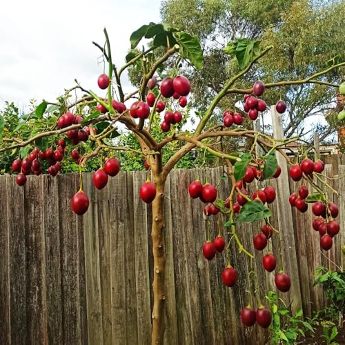 tamarillo tomate perennes resistentes columnar orgánicos decorativas semillas de bonsái balcón resistentes 150pcs