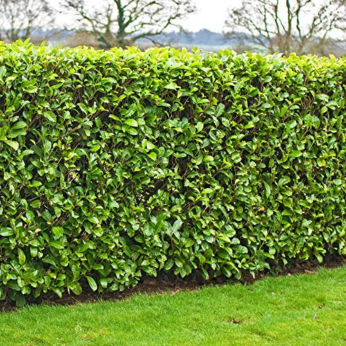 GardenersDream 5 x Cherry Laurel Plants - Prunus Rotundifolia Hedging Shrubs - Evergreen Outdoor Plants for Garden - All Year Round Hedge Bushes for Gardens and Borders (20-40cm incl. 9cm Pot)