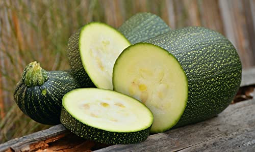 Lot de 25 Graines de Courgette-Courge Verte Petite D'alger - Variété Ancienne - hâtive et productive - fruits vert clair, plante non coureuse mais port buissonnant - semences reproductibles,
