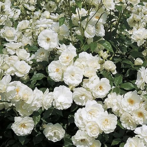 Semillas de rosal, arbustos resistentes Semillas de rosa trepadora, Rosa chinensis, adornos florales resistentes al exterior de jardín 450pcs