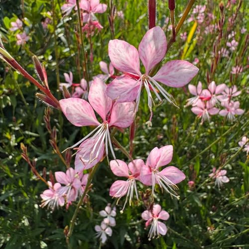Gaura lindheimeri - Cubresuelos resistentes jardín de rocas jardín Decoraciones exteriores interior exóticas interior 420semillas