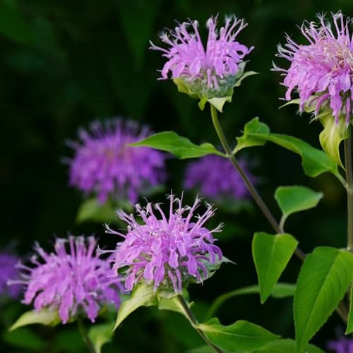 semillas de melisa - decoración de jardín ortiga india orgánicas en mariposas exótico jardín semillas silvestres extraño primavera 250pcs