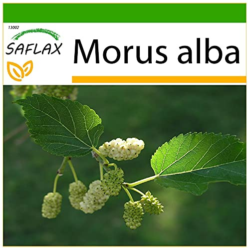 SAFLAX - Vitt Mullbärsträd - 200 Frön - Med pottsubstrat för bättre odling - Morus alba