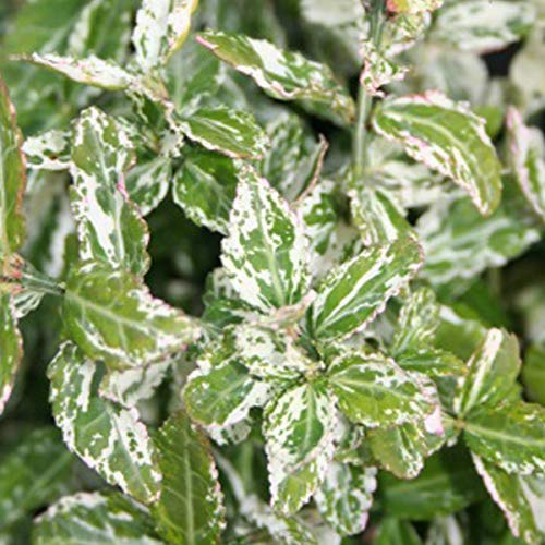 Euonymus Fortunei 'Harlequin'- Fusain persistant 'Harlequin' 20-30 cm en conteneur