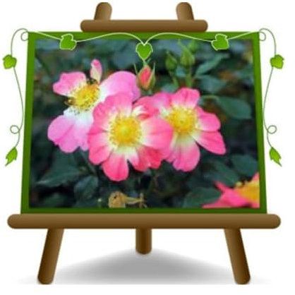 EURO PLANTS VIVAI Rosai Cubresuelo – Rosas melíferas bicolor – Flor 2 – 4 cm – Maceta 19 x 19 cm 6 litros – Edad 3 años