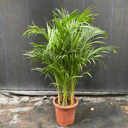 15 pcs goldfruchtpalme samen, samen zimmerpflanzen, balkon pflanze, Chrysalidocarpus lutescens, pflanzensamen geschenk, samen balkon hochbeet, alte sorten saatgut garten geschenke