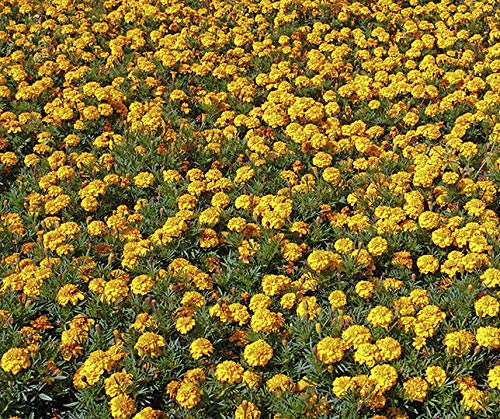 Bodenkur Nema TP Tagetes gegen Nematoden 60 Gramm Maxi-Pack