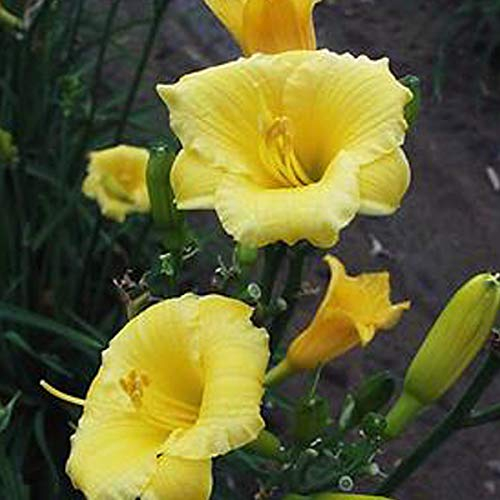 6 x Lis d'un jour, Hémérocalle 'Mini Stella' - Hemerocallis 'Mini Stella' - Godet 9x9cm - Fleurs jaunes, floraison estivale, bordures