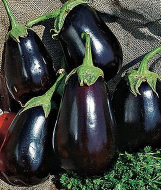 100 semi - Melanzana - Black Beauty