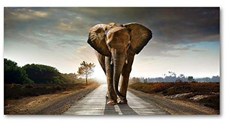 Tulup Impression sur Verre de 120x60 cm Image Tableau Photo décorative panoramique pour la Cuisine et Le Salon - Animaux - Eléphant Qui Se Promène - Brun