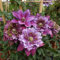 Clematis-Knollen,Winterharte Clematis-Pflanzen, Kletterpflanzen, Zaundekoration, Gartendekoration