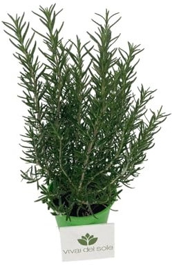 Rosmarino o Rosmarinus officinalis Pianta aromatica prodotta da Vivai del Sole vaso diametro cm 14