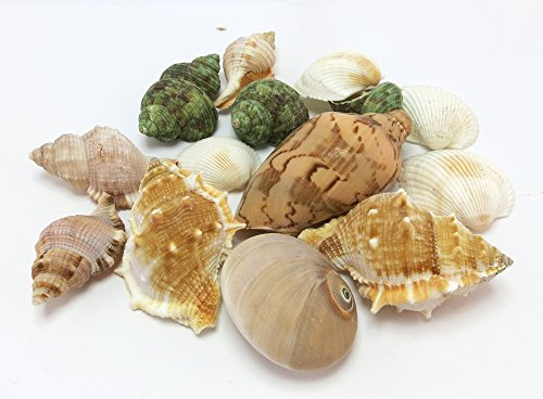 Deko Muscheln - bunter Mix (ca. 380g)