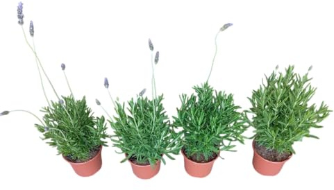 Set 4 Unidades de Lavanda Naturales Crea Tu Jardín con Aroma Provenzal
