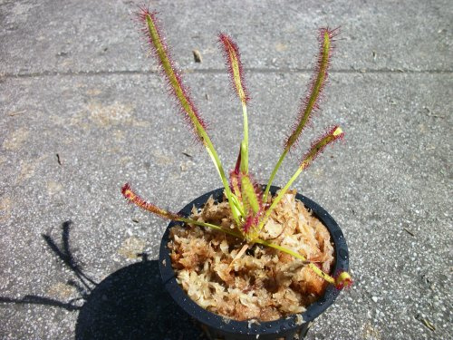 Carnivorous Cape Sundew (Drosera Capensis) Plant 3 inch Pot