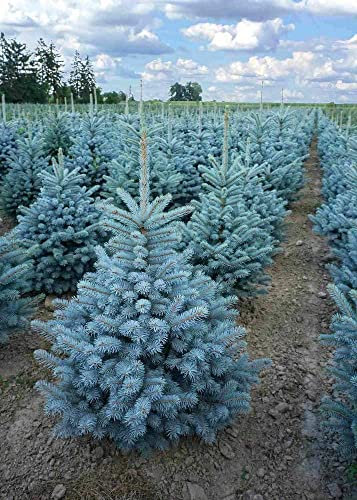 Abete Blu Pino Argentato Vero, Picea pungens Super Blue Seedling, Pianta in vaso ø 11 cm, Albero Abete Vero con Radici in Vaso, Vivaio di Castelletto
