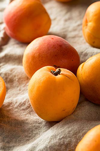 Pianta di Albicocco varietà Pisana in vaso Età 2 anni albero di Albicocco pianta vera di albicocco venduta da eGarden.store