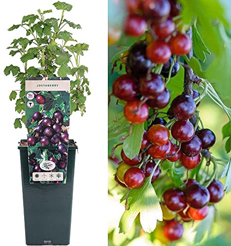Jostaberry - Blackcurrant Gooseberry Cross | Deciduous Potted Fruit Plant Garden Shrub