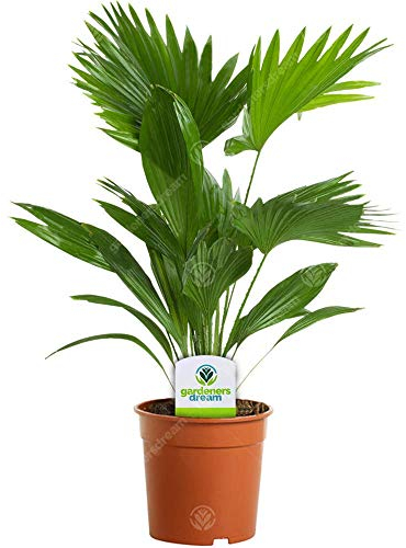 Livistona – 1 plante – Maison/Bureau Palmier Éventail en pot