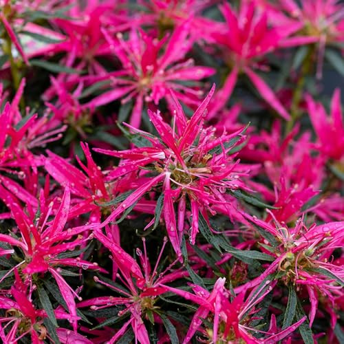 Vivai le Georgiche - Pianta vera di Azalea mollis Starstyle Pink Rhododendron 'Starstyle Pink' - vaso Ø 15 cm - altezza alla vendita 15-20 cm